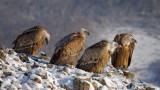 Все повече белоглави лешояди гнездят в Източните Родопи