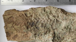 Български екип от геолози намери на Антарктида вкаменелости на растения