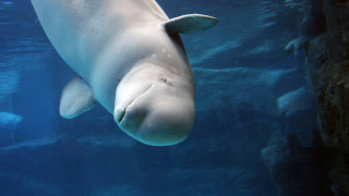 На 1 септември край югозападните брегове на Норвегия е открито