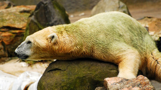 Администрацията на американския президент Доналд Тръмп финализира плановете да разреши