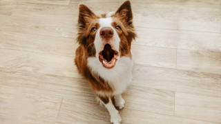 Въпреки че няма напълно мълчаливи кучета някои породи са относително