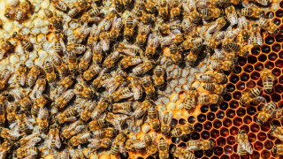 Френският президент Еманюел Макрон подписа законопроекта Дюпломб след като Конституционният