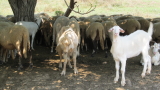  Недоволни блокираха умъртвяването на овце и кози в село Шарково 
