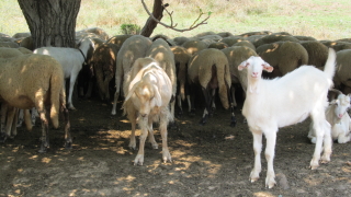 В село Кости са евтаназирани около 400 овце и кози