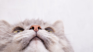 Чистопородни котки и домашни котки ще се състезават в конкурси