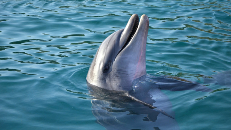 Спасиха бедстващ делфин, излязъл на брега в Бургас