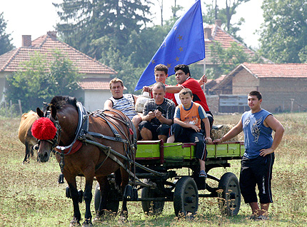 Животновъдите получвавт 49 млн. лв. до средата на месеца