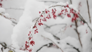 До -15 градуса през декември и сняг на Рождество Христово