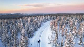 Златото, което буквално "расте" по коледните елхи в Лапландия