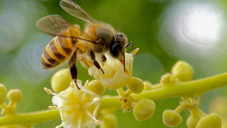 Приблизително 250 милиона пчели избягаха камион преобърнал се в американския