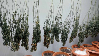 Полицията разби две наркооранжеии и иззе марихуана за 50 000 евро в Русенско