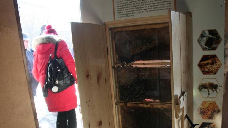 Откриваме първия по рода си у нас Музей на пчелите в градски условия 