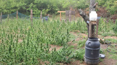 Полицията откри градина с над 500 растения марихуана в землището на Казанлък