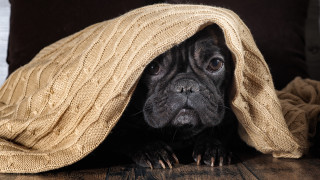 Повечето собственици на кучета сме изправени пред великия проблем как