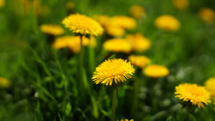 Пролетният "плевел", който в никакъв случай да не премахваме от градината си