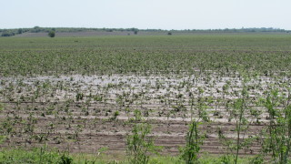 70 000 дка земеделски земи са поразени от пороите и градушките