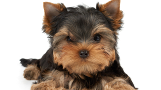 1 стотинка такса „куче” в Кюстендил