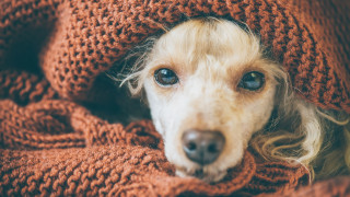 Вероятно заради факта че кучетата са считани за най добрия приятел