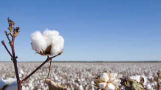 Борсовите цени на памука на международните пазари надхвърлиха в края