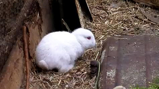 Заек без уши се роди край "Фукушима" 