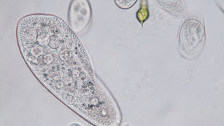 Властите в американския щат Тексас съветват хората да преваряват чешмяната