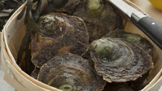 Плоската стрида Ostrea edulis известна още като европейска плоска стрида