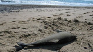 55 мъртви делфина изхвърли морето в Румъния