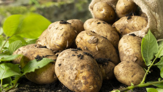 Германия отчита най голямата си реколта от картофи от 25 години