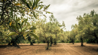 Италия може да се наложи да внася маслини от април