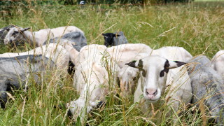 Влак помете стадо овце в Германия, уби 45 животни