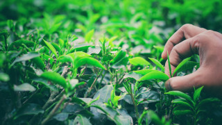 Шри Ланка ще праща чай на Иран за да изчисти