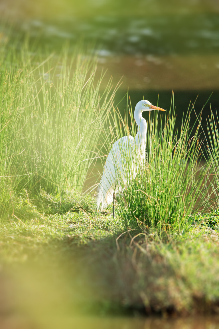 Средна бяла чапла (Ardea plumifera) е птицата, впечатлила учените с продължителността на непрекъснатия си полет