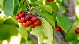 Колко реално струва килограм череши?