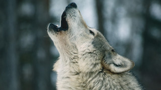 От години се говори за генетичните тестове на различни биотехнологични компании