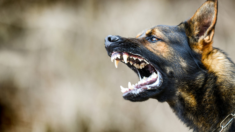 Кучета нахапаха 47-годишна жена в Перник, информира БНР. Инцидентът е