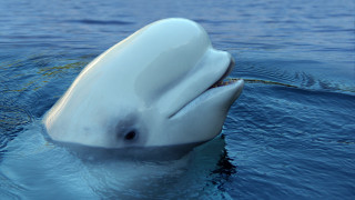 Като шпионски трилър от Студената война точно така звучи