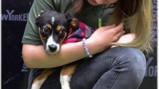 Стопаните да предприемат мерки по регистрация на своите домашни любимци За