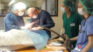 Уникална операция спаси антилопа от зоологическата градина в София