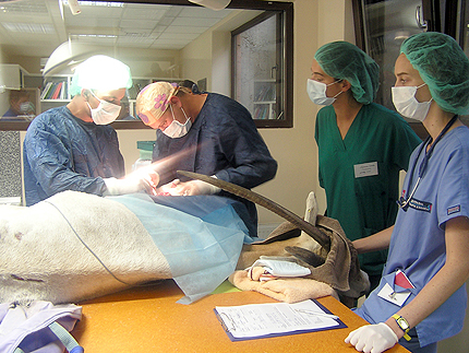 Уникална операция спаси антилопа от зоологическата градина в София