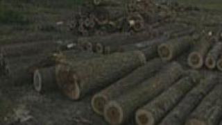 Спряха нелегален износ на дървесина