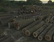 Трима горски от Бургас замесени в незаконна сеч