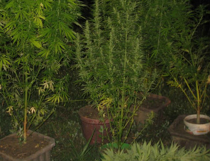 55-годишен си отглежда леха марихуана в двора