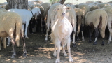  Експерти от Европейска комисия идват в България поради чумата по животните 