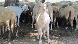 Животновъдите настояват МЗХ да спаси българските овце и кози