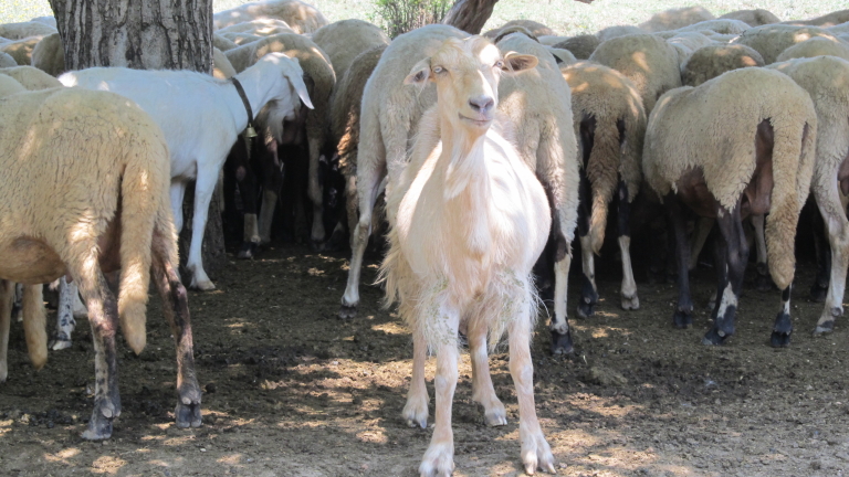 Държавата да спаси местните породи животни, настояват от Българският фермерски