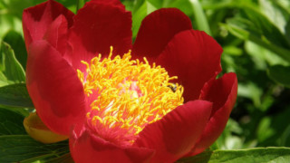 На Еньовден Министерство на околната среда и водите предупреждава че естествените