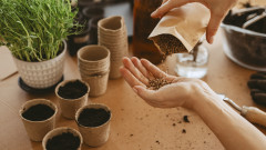 Трябва ли да накисваме семената преди засяване