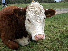 Нов вирус от Турция застрашава говедата в Ямболско 