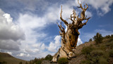 Methuselah, кое е най-старото дърво в света и каква е историята му