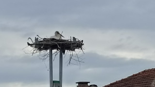 Щъркеловото гнездо в пловдивското село Труд вече е заето от